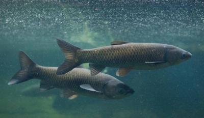 湖北黄石审计：助力长江鱼好好休养生息