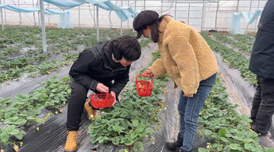 老河口市油房湾村：草莓走俏春节市场 市民尽享“莓”好时光