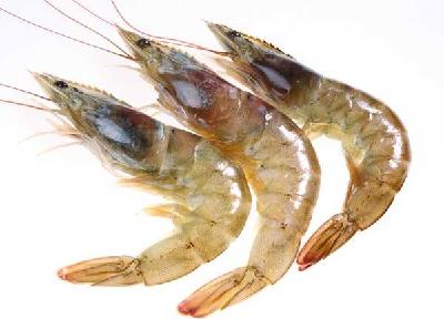 5种妙招，判定对虾是否发病！有人靠此法养虾，年入百万！