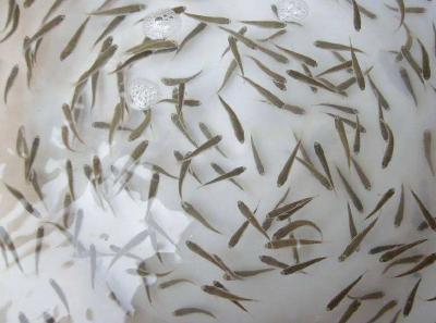 提高鱼苗培育存活率的四个关键