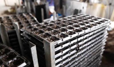 1小时可育10万株苗 机械化技术护航菜篮子安全