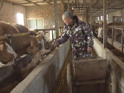 襄阳“牛倌”带领乡亲们走上致富“牛途” 