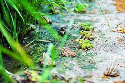  杭州富阳一稻蛙养殖基地入选省级稻渔综合种养示范基地