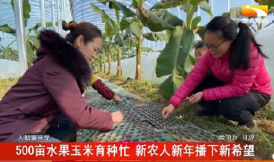 500亩水果玉米育种忙 新农人新年播下新希望