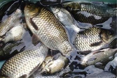 春季养殖鱼类病害发生原因及防治措施