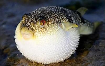 河豚的寄生虫病