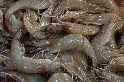 为什么你的对虾不长个？