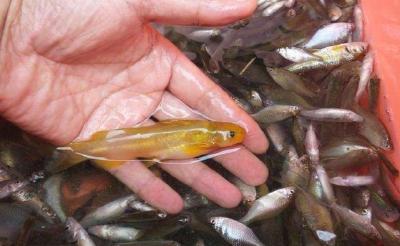 常规鱼鱼种培育的几点要求