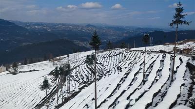 五峰万亩茶园绝美雪景引来众多游客