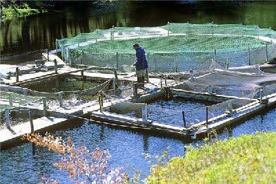 水产养殖过程中颗粒饲料的四定投喂原则您真的了解吗？