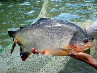 淡水白鲳鱼苗下塘注意事项