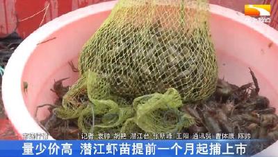 量少价高 潜江虾苗提前一个月起捕上市