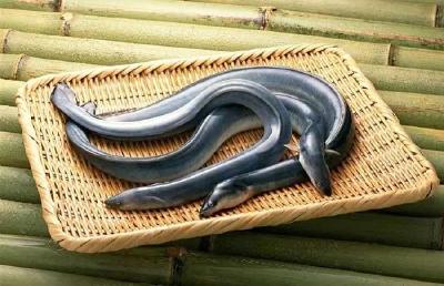 日产活鳗产量低迷，中国大陆、台湾地区产活鳗在日畅销