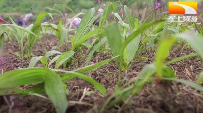 八山一水一分田 罗田药香飘四方