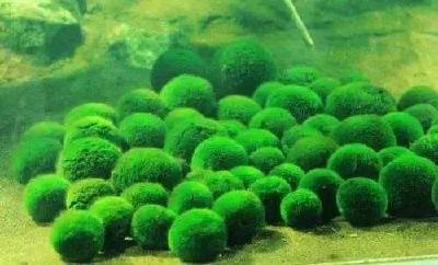 春季肥水抑制青苔，夏季抑制蓝藻的小球藻您了解么？