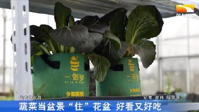 蔬菜当盆景“住”花盆 好看又好吃
