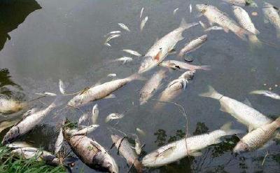 水产养殖急性氨中毒都表现有哪些症状及如何有效防治氨中毒？