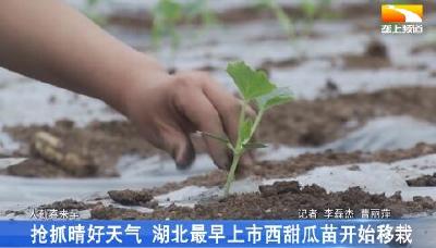 抢抓晴好天气 湖北最早上市西甜瓜开始移栽