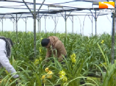 春节兰花俏销 “花样”助农增收