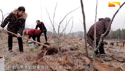 三千亩无刺花椒精管理 吃营养餐配好身材