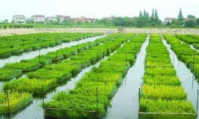 湖北枝江推广绿色高效养殖模式 助力水产安全生产