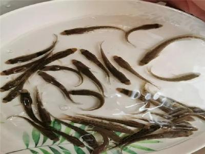 四川绵阳梓潼：鱼苗代养“钱景”好 带动15个村（社区）增收