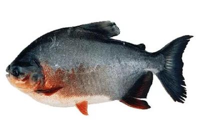 淡水白鲳的池塘养殖技术