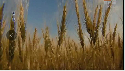长江中下游麦区小麦丰收春季管理技术手册