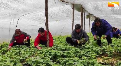 大棚薯尖抢“鲜”上市 鼓起乡亲钱袋子