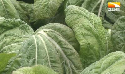 蔬菜界里有位“大高个” 鲜食腌制两头俏