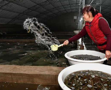 循环水养殖南美白对虾 襄州男子让“海鲜”游上餐桌