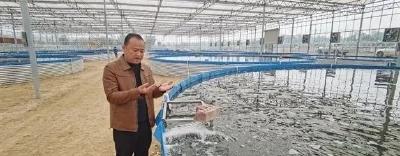 鲈鱼“搬”进恒温大棚，产量高10倍！