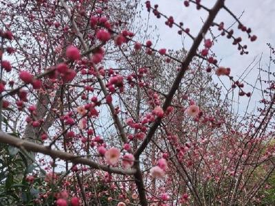 春意正浓 荆州发布中心城区春季赏花地图