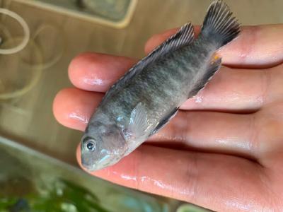 淡水鱼类小瓜虫病的防治技术