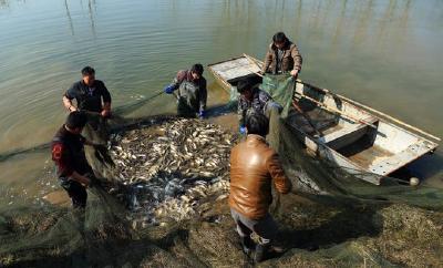 新春开工喜洋洋 拉网捕苗放满塘