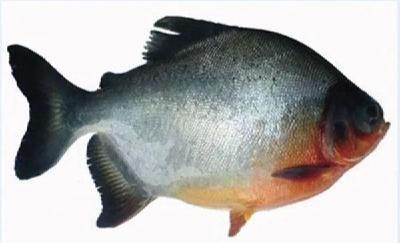 淡水白鲳的池塘养殖技术