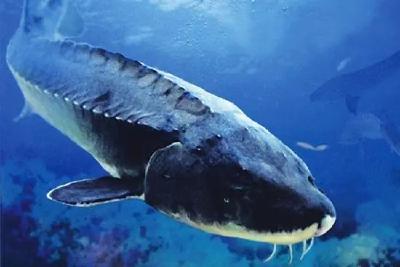 浙江省宁波市宁海湾渔民误捕国宝中华鲟及时放生