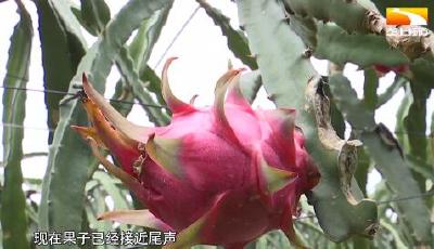 返乡“超人”种火龙果 年销售1800多万元