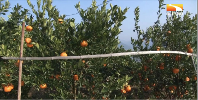 宜昌：2月柑橘栽培管理技术要点