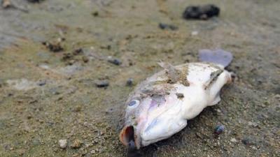 鱼虾蟹死亡前的11种征兆