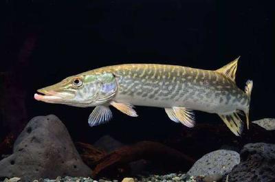 白斑狗鱼养殖应当要注意哪些方面？