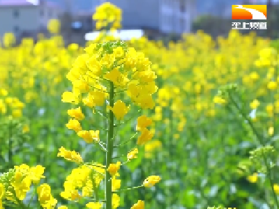 金色油菜花海上线 千架无人机点亮“油菜花节”