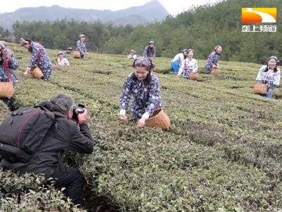 湖北英山26万亩茶园飘香开园