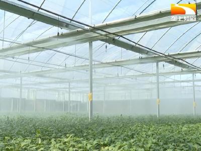 宜昌远安黄茶适时移栽 茶苗供应有保障
