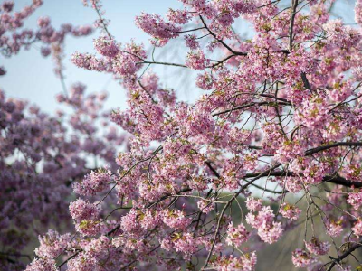 武汉樱花将于3月中旬绽放 预计开至4月初