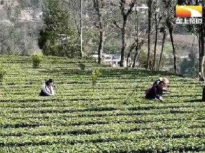 恩施硒茶迎来首轮开采 订单售卖不愁销