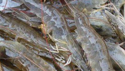 南美白对虾生态混养技术