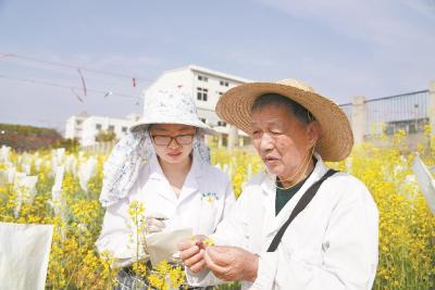 梦想中国人都吃上自产的菜籽油 “背包院士”播种沙洋37年