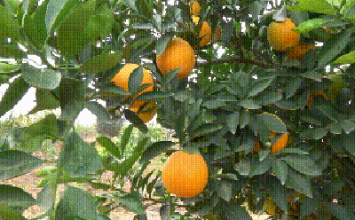 柑橘高接换种后树体管理