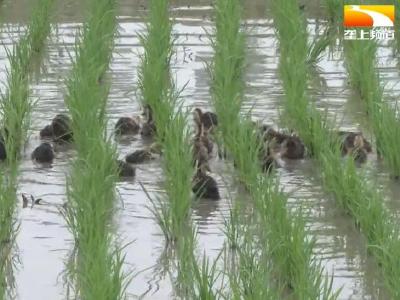 合作社育秧热火朝天 新型种养模式亩平增收六百多